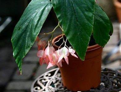 B. ‘Princess Mako’